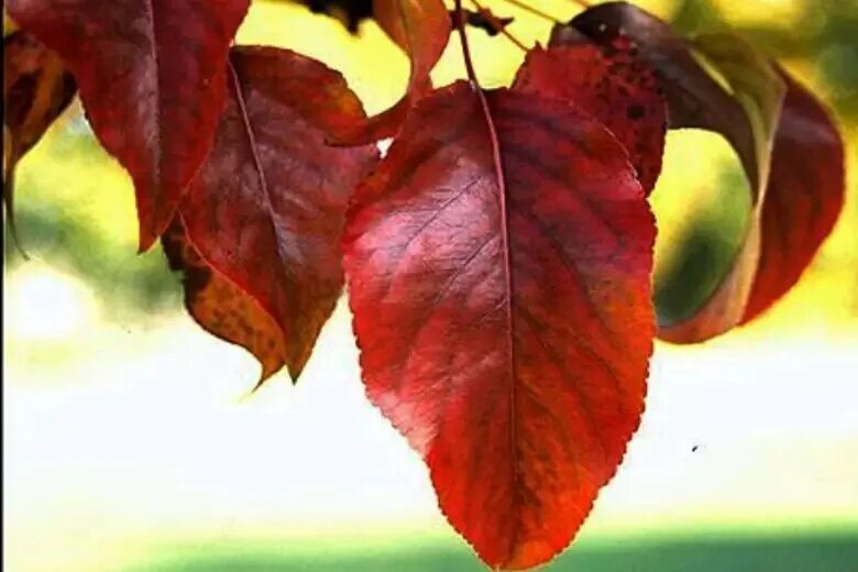 Почему краснеет дерево. Листья груши коричневеют. Краснеют листья на яблоне что это такое. Коричневые листья на груше. Болезни яблонь красные листья.