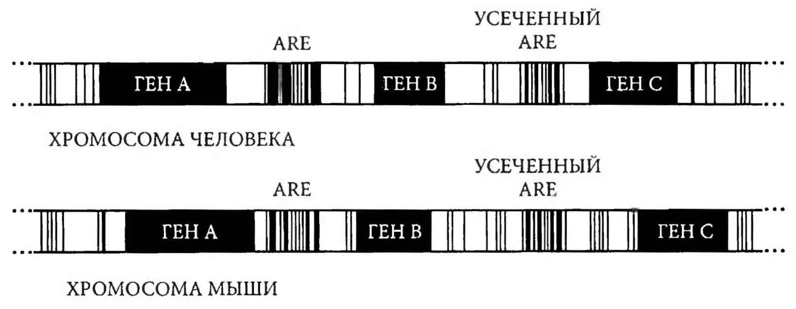 Геном мыши и человека. Сравнение генов человека и мыши. Усеченные гены. Коллинз доказательство Бога Аргументы ученого. При расшифровке генома мыши было установлено 20