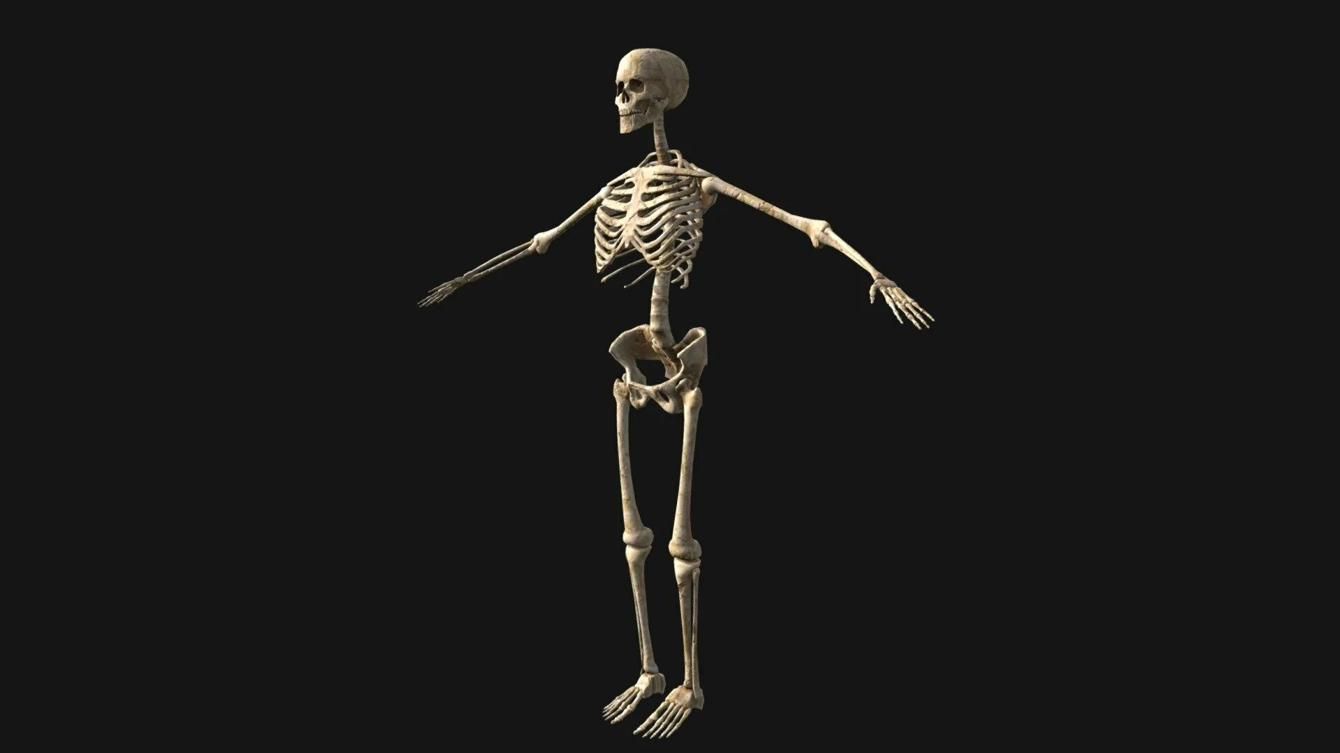 Скелет человека. Скелет позы.