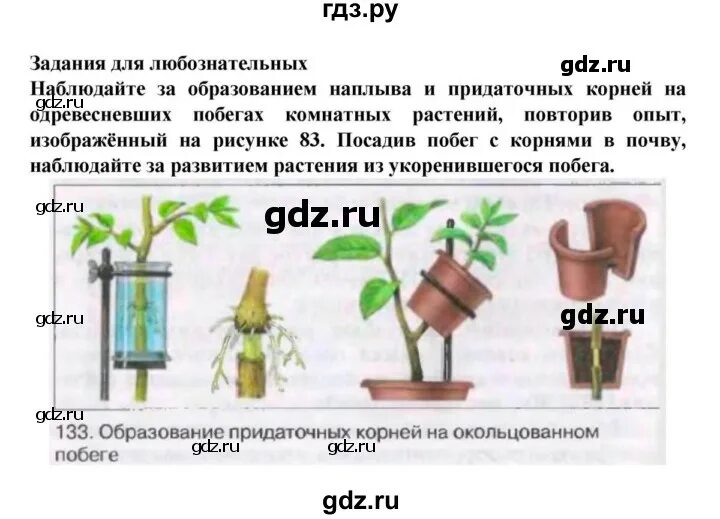 Впр 6 класс передвижение веществ. Передвижение веществ по растению.