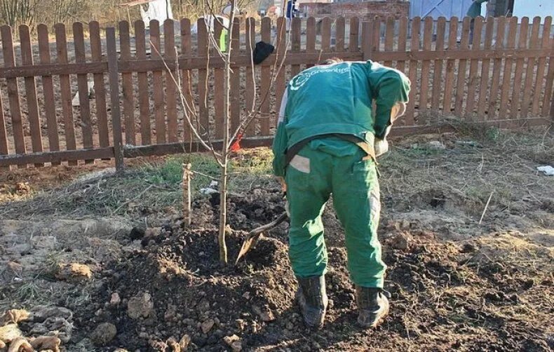 Подкормка фруктовых деревьев весной. Садовод окапывает яблони. Окапывание деревьев весной. Окопать дерево для полива. Перекопка приствольного круга яблони весной.