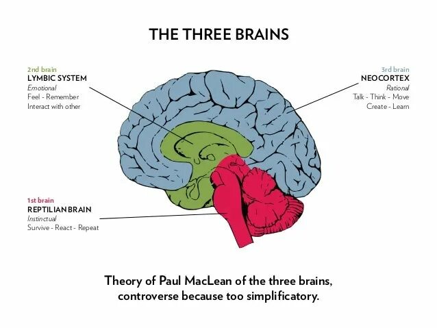 Brain theory. Brain3times3.