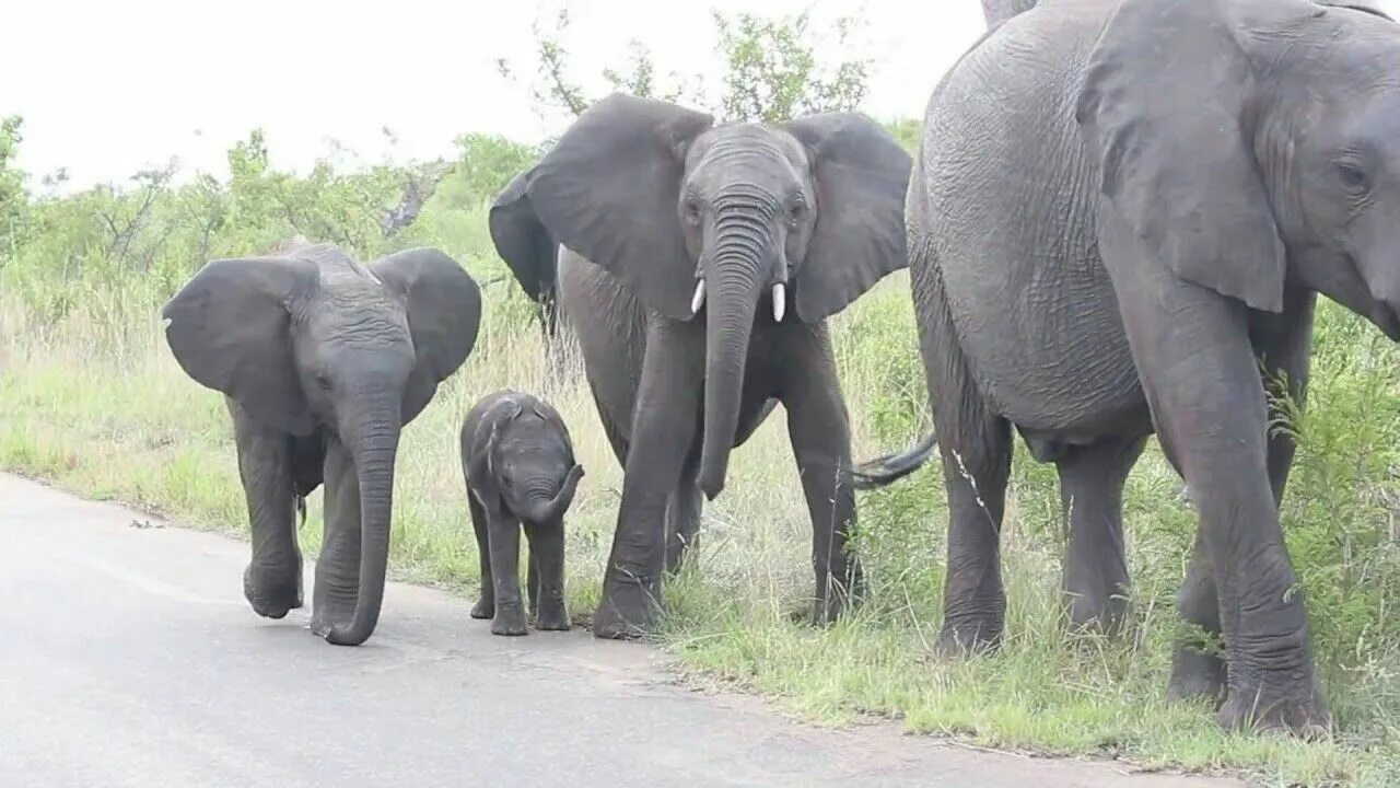 Funny elephant. Африканский слон смешной. Слоны с детенышами. Слоны в Чаде. Веселые животные с детенышами слониха и Слоненок.