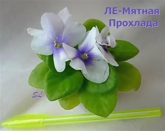 Лебецкая). Фиалка сорт ле-мятная прохлада. Ле мятная прохлада. Ле мятная прохлада. Ле мятная прохлада.