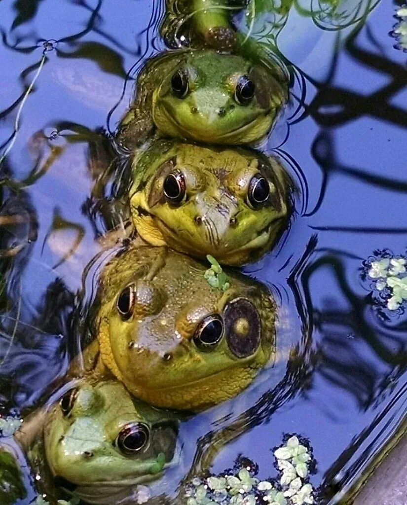 Водоросли лягушка