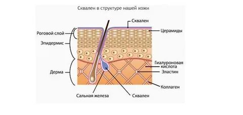 4 роговые образования кожи