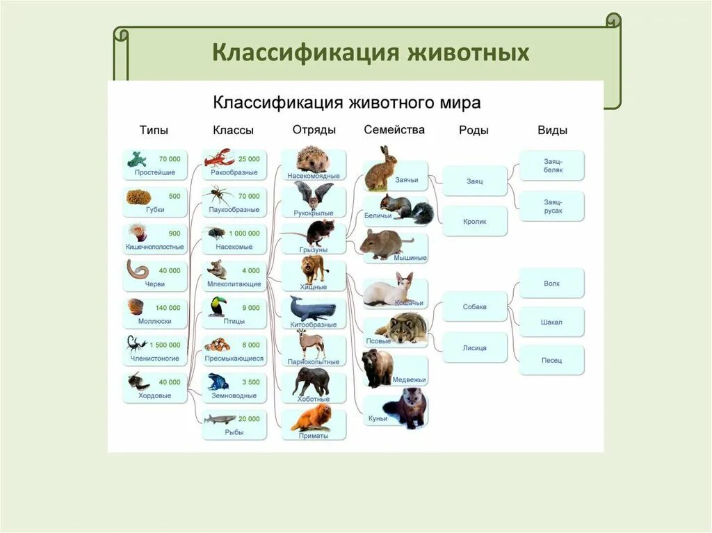 Классификация животных окружающий мир 3 класс