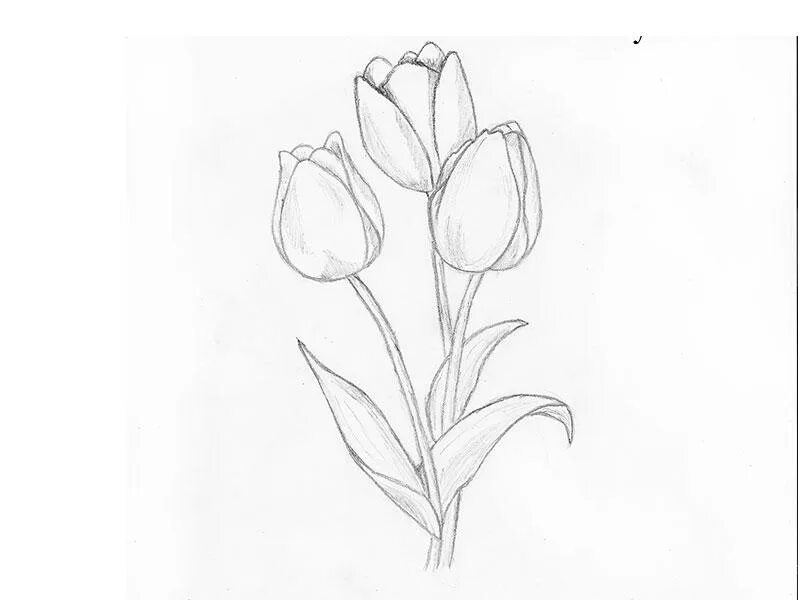 Рисунки цветов карандашом для срисовки. Тюльпаны рисунок карандашом. Рисунки растений для срисовки. Рисунки для срисовки цветы.