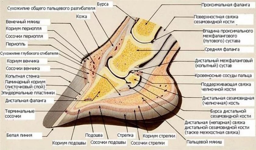 Гистологическое строение копытной стенки. Путовый сустав у лошади. Сагиттальный разрез копыта лошади. Строение копыта лошади. Строение копыта крс ветеринария.