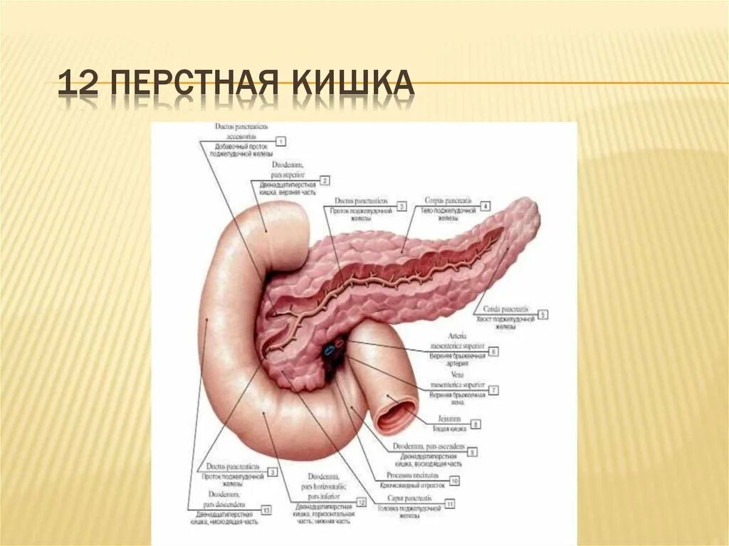 Двенадцатиперстный изгиб