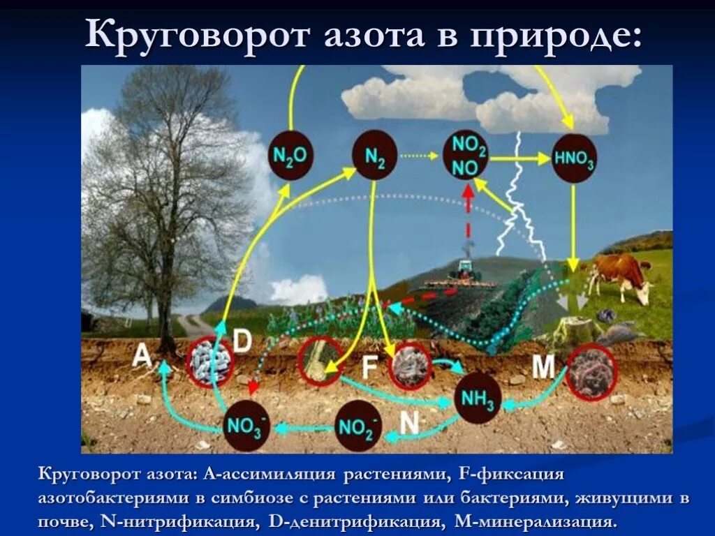 Азот в природе 9 класс. Круговорот азота в природе. Круговорот азота в природе схема. Круговорот n в природе. Круговорот азота в природе рисунок.