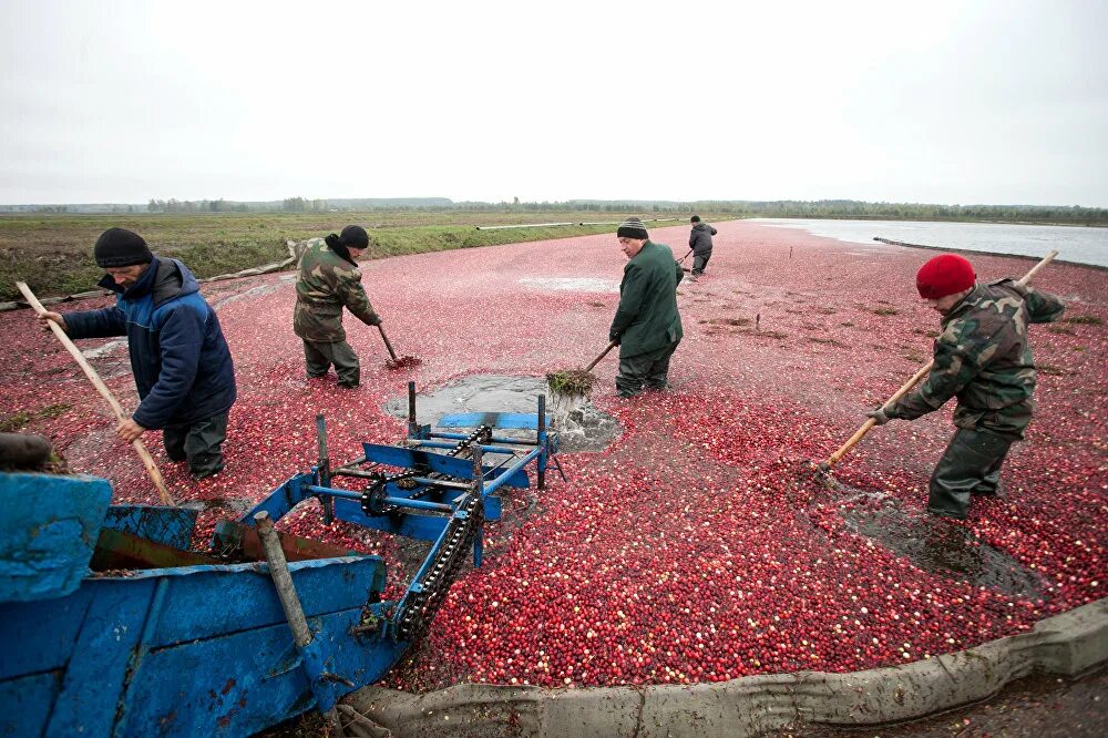 Белоруссия клюква плантации. Клюквенная ферма в Беларуси. Плантация клюквы США. Сбор урожая клюквы. Урожайность клюквы