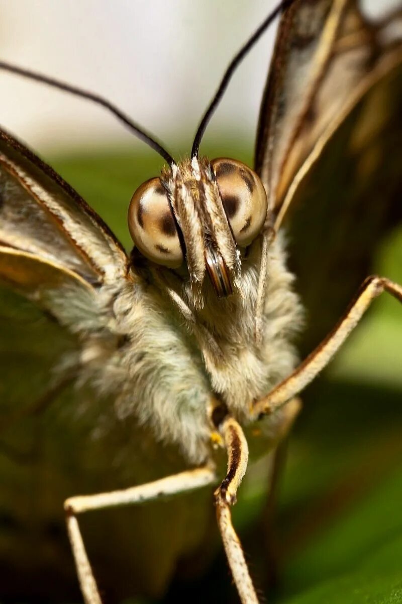 Episode 116 - Interruption Moth - YouTube
