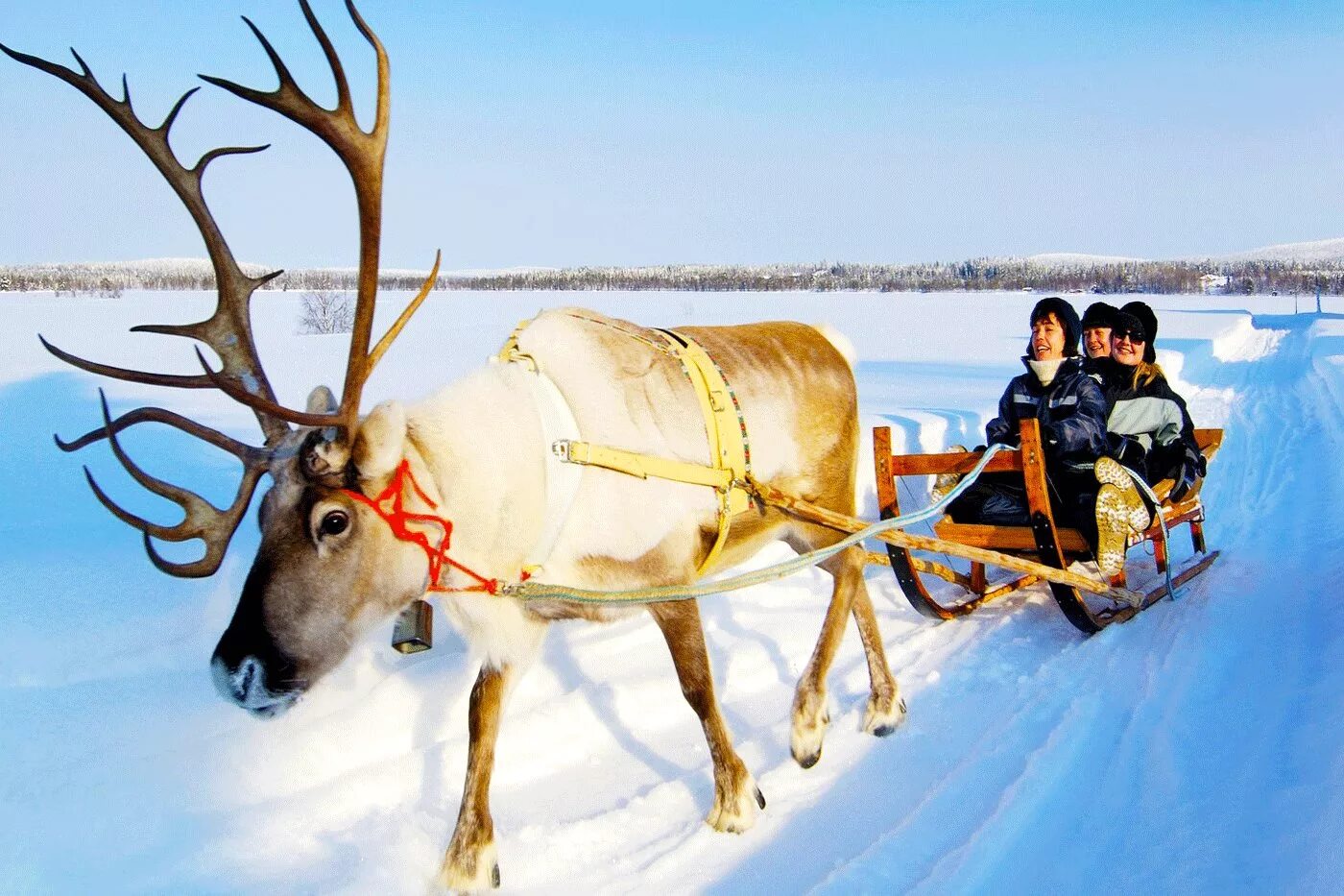 Reindeer Sled Финляндия. Оленья упряжка Чукотка. Финляндия Оленья упряжка. Северный олень в упряжке. Катание на олене