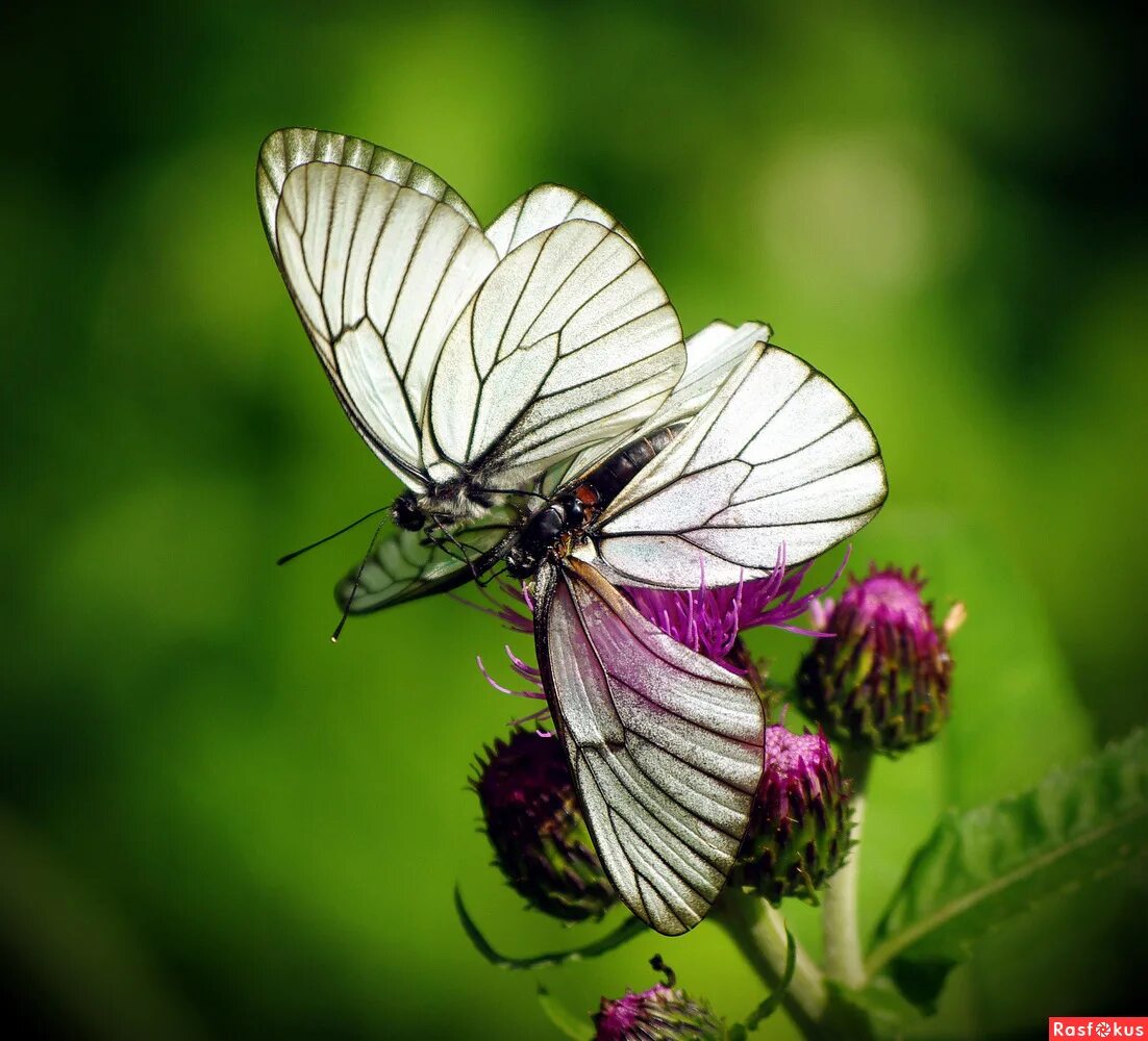 жизнь бабочки. бабочка павлиноглазка атлас. жить мотылек. гигантская ночная бабочка. тропические бабочки в природе.