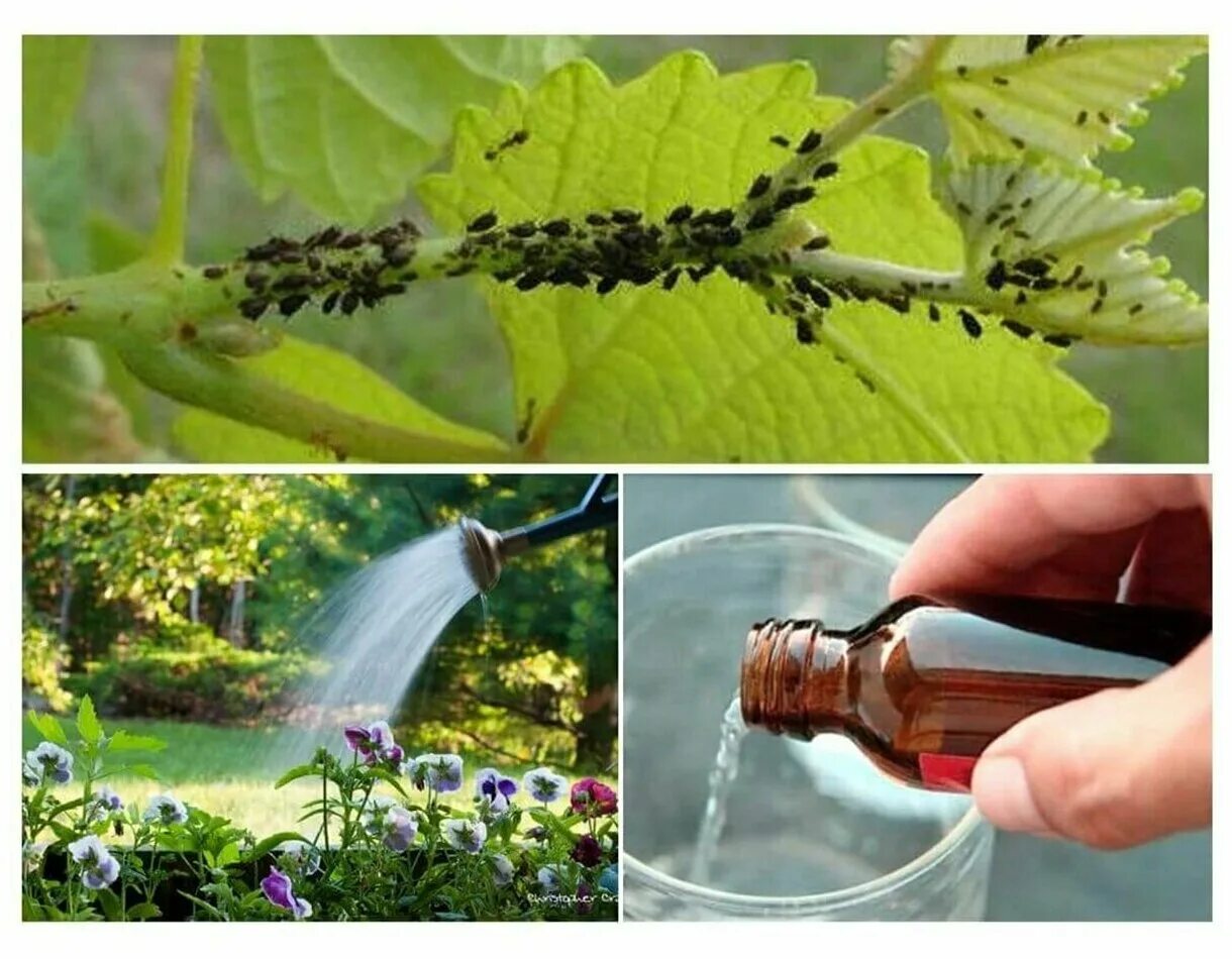 Борьба с вредителями растений. Обработать растения от тли. Опрыскивание от муравьев и тли. Насекомые защищают растения
