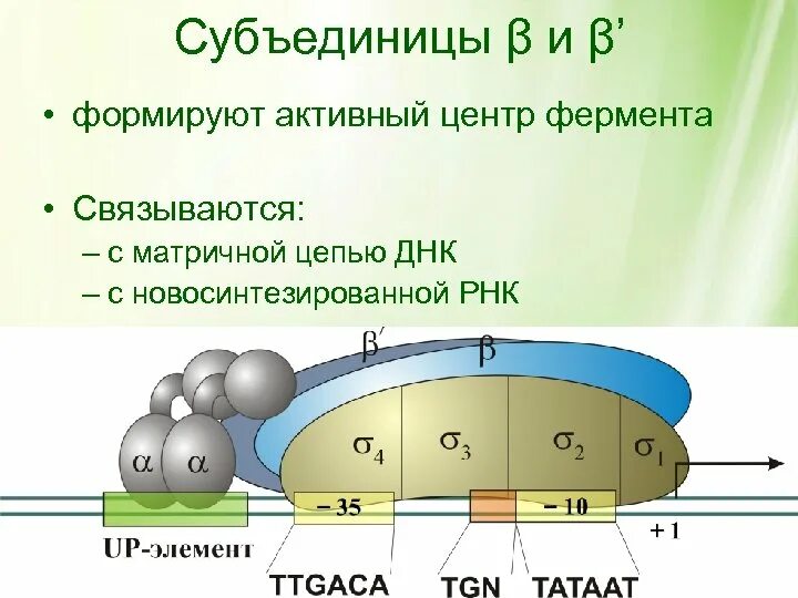 Сигма фактор. Роль субъединиц РНК полимеразы. Сигма субъединица РНК полимераза. РНК полимеразы прокариот. РНК полимераза биохимия.