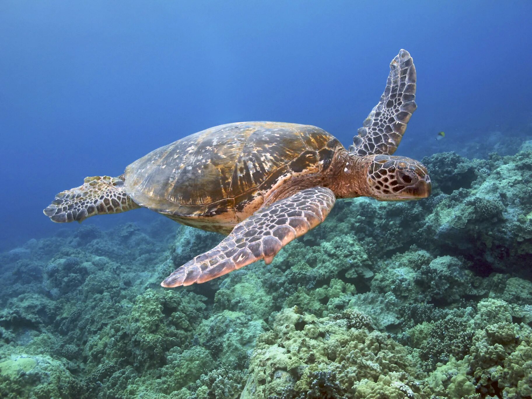 Какой группе морских обитателей относится морская черепаха. Морская черепаха индийского океана. Гигантские морские черепахи индийского океана. Черепаха бисса (Каретта). Морские черепахи черепахи.