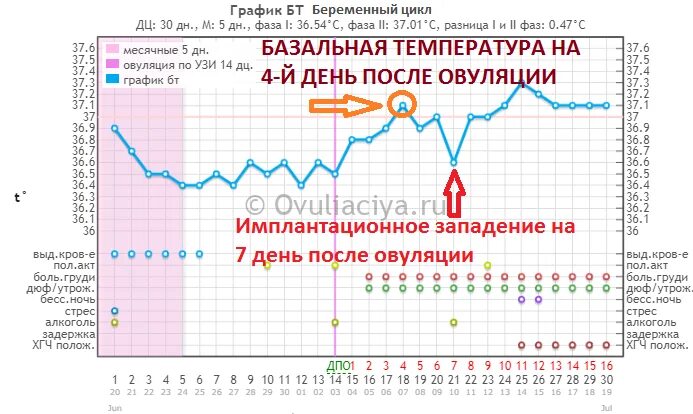 Что такое овуляция и какие процессы. Овуляторный цикл график базальной температуры. График базальной температуры при зачятие. График БТ В беременный цикл. Метод базальной температуры определения овуляции.