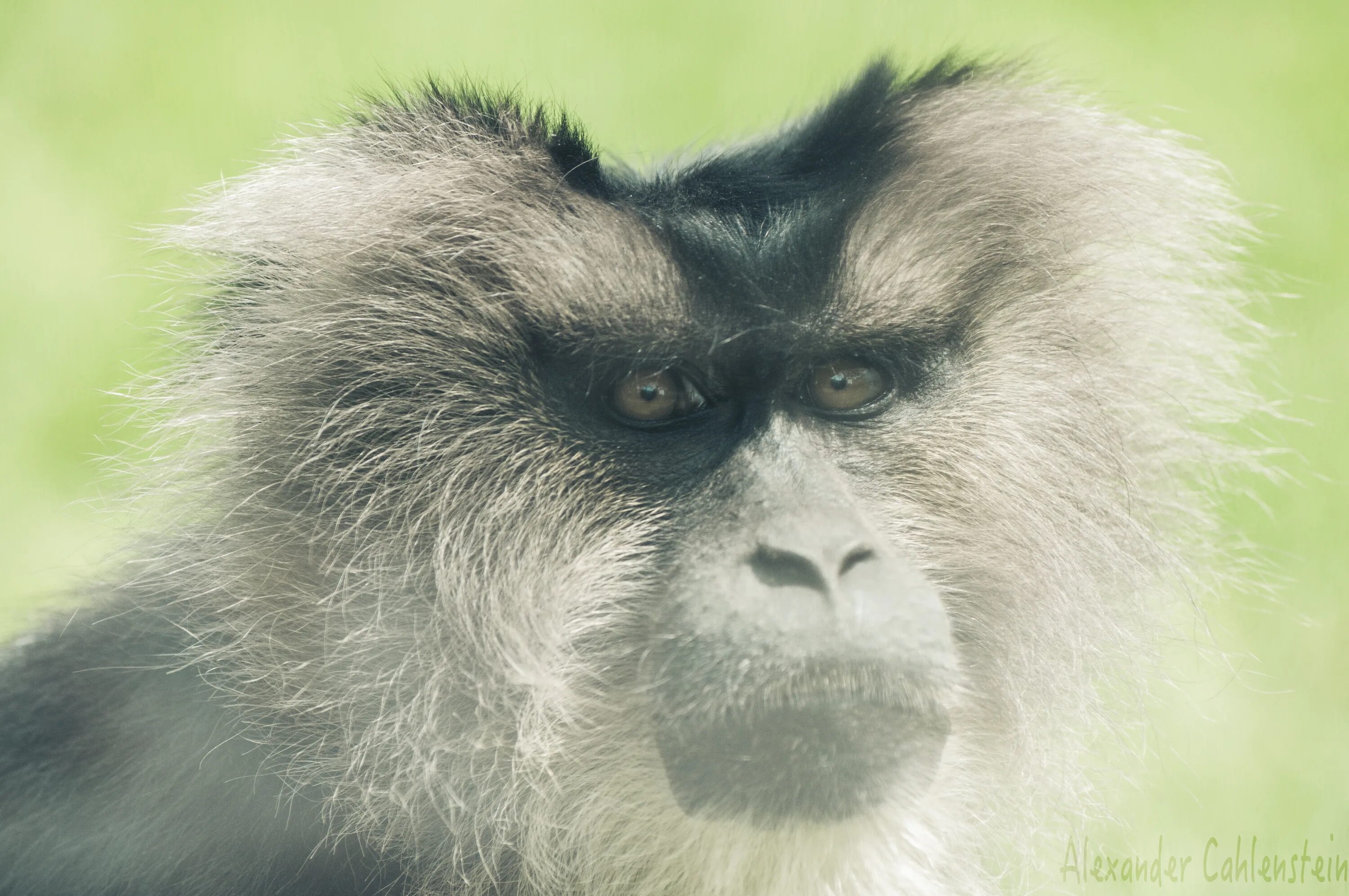 7 monkeys