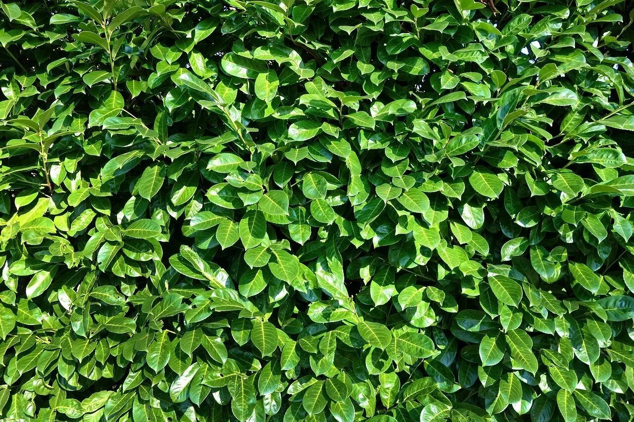 Густая зелень число. Вечнозеленый самшит пестрый. Лавровишня Ротундифолия. Вечнозеленые лиственные кустарники. Вечнозеленый чагарник.