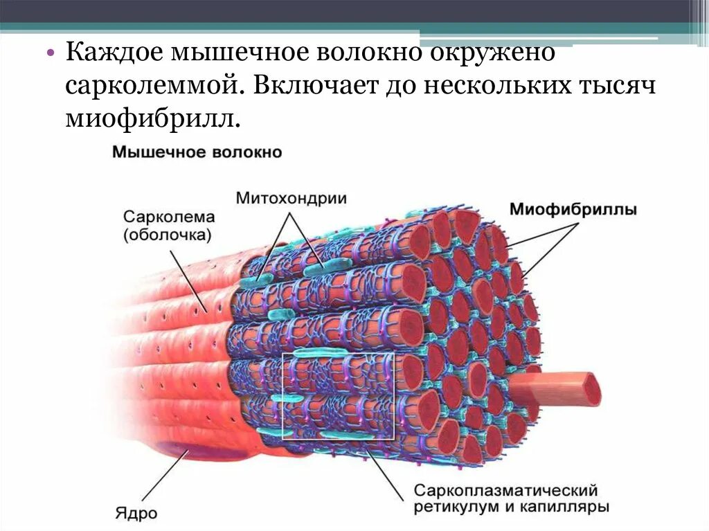 Мембрана мышечного волокна. Строение мышечного волокна. Саркоплазматический ретикулум мышечного волокна. Митохондрии и миофибриллы в мышцах. Сарколемма и саркоплазма.