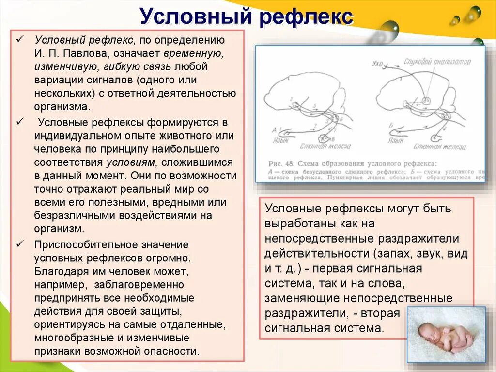 Рефлекс можно ли