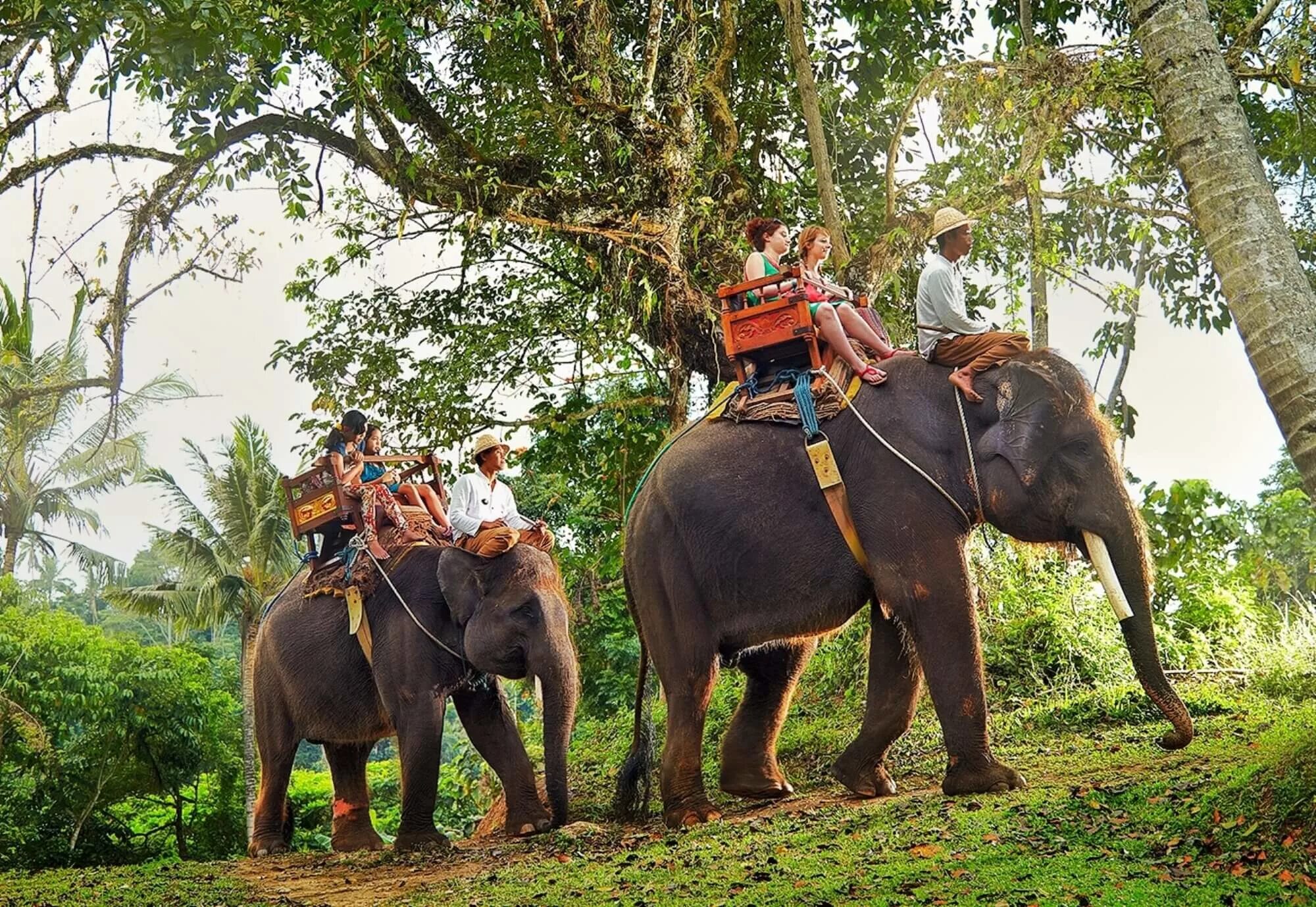Сафари Шри Ланка. Сафари Шри Ланка экскурсия. Шри Ланка экотуризм. Сафари парк Шри Ланка.