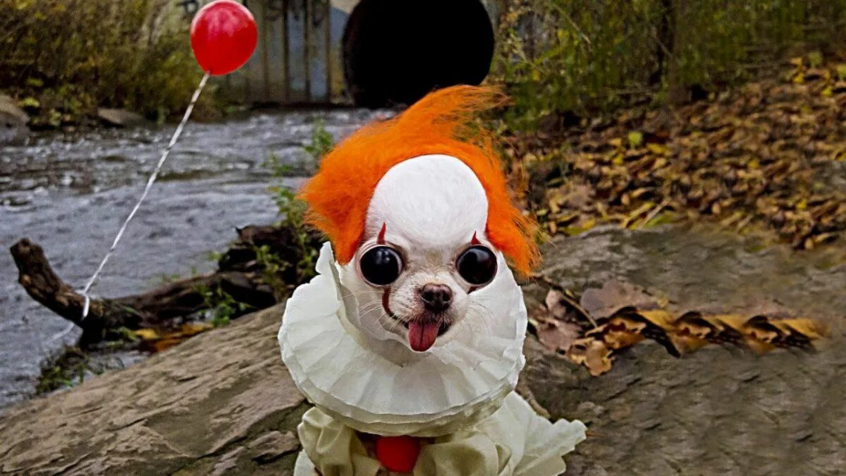Животное клоун. Собака клоун. Собака в костюме клоуна. Смешной клоун.