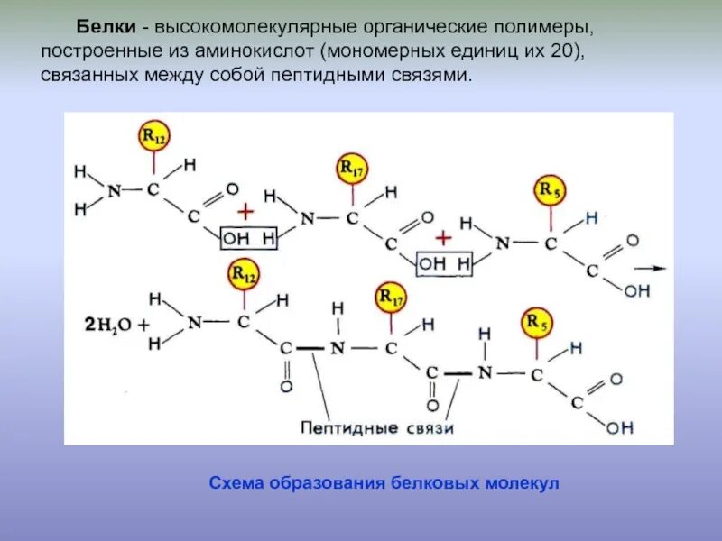 Образование белков. Схема формирования пептидной связи. Образование белков из аминокислот. Схема образования пептидной связи между двумя аминокислотами. Полимер из аминокислот.
