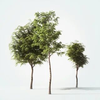 Tree set