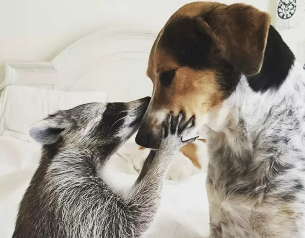 Енот. Еноты дружат. Картинки на рабочий стол енот. Еноты обнимаются. Еноты дружат.