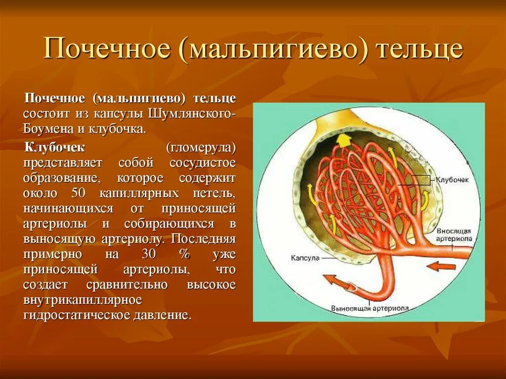 Состоит двух представляет собой. Строение почки мальпигиевы тельца. строение мальпигиева клубочка. мальпигиево (почечное) тельце состоит:. функция капиллярного клубочка почек.