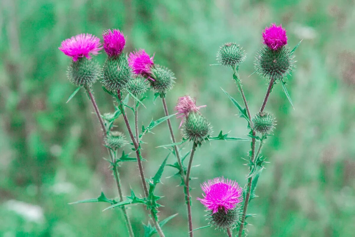 Grounded чертополох. Grounded карта. Игла чертополоха в grounded. Grounded чертополох. Чертополох в геральдике.