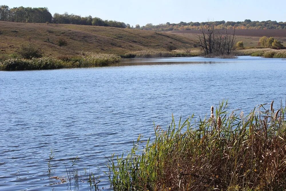 Запруда в овраге. Запоуда оврага. Пруд в овраге. Пруд и запруда. Пруд запруда