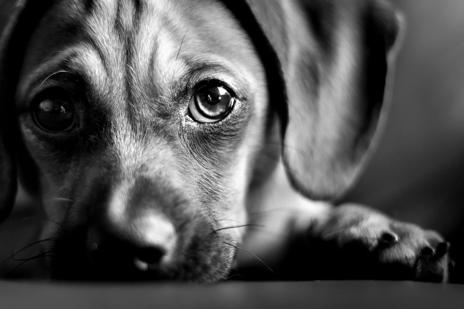 Жалкие факты. Грустная собака. Грустный взгляд собаки. Грустный щенок. Собака с грустными глазами.