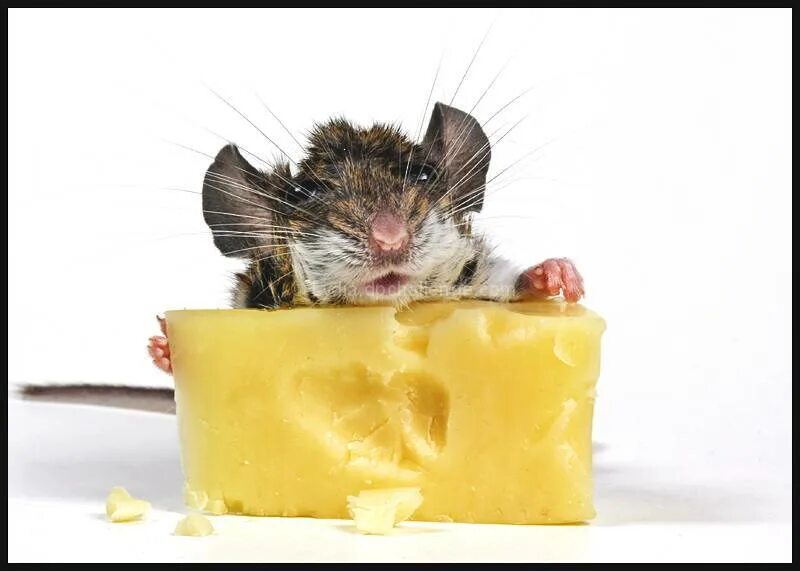 Мышь+сыр. Мышка в сыре. Мышь с куском сыра. Кусочек сыра для мышки. Про мышей и сыр