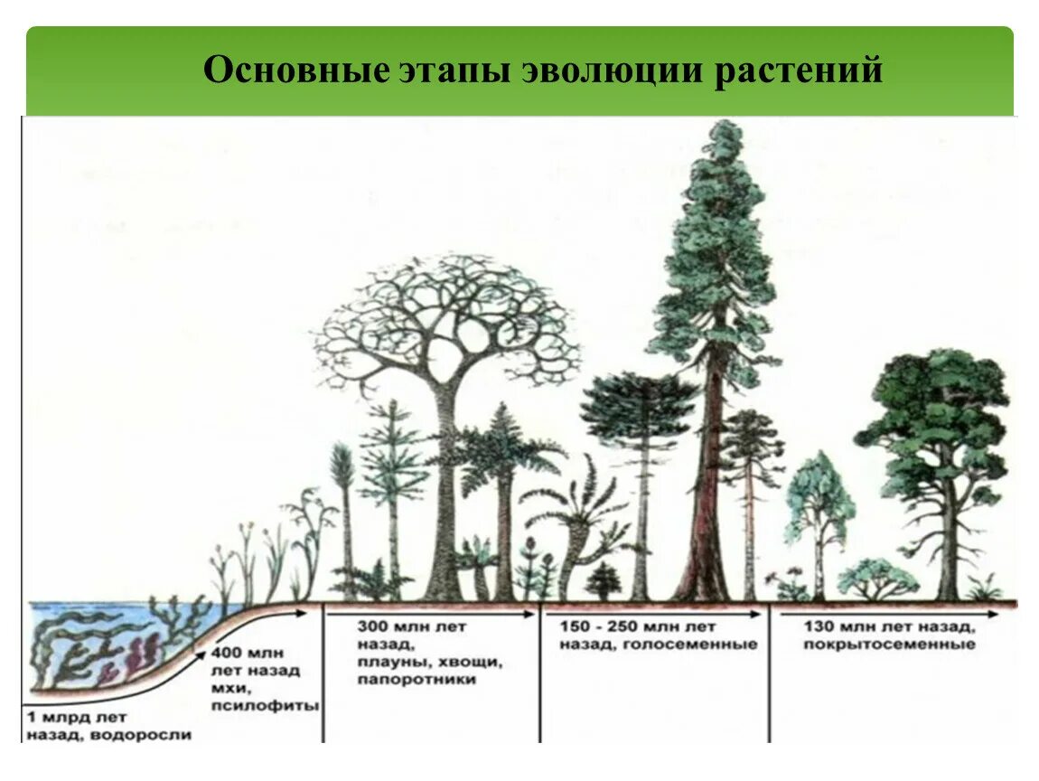 Этапы эволюции растений ксилофиты. Эволюция развития растений.