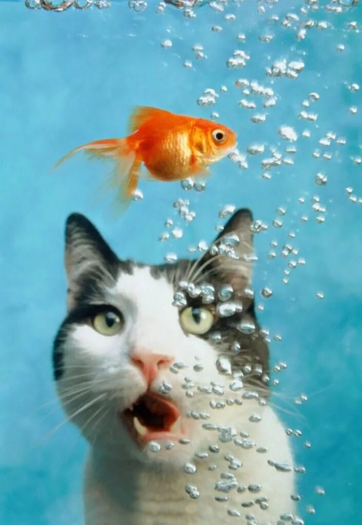 Сделай волную. Смешные рыбы. Кот и аквариум. Кот с рыбой. Котик с рыбкой.