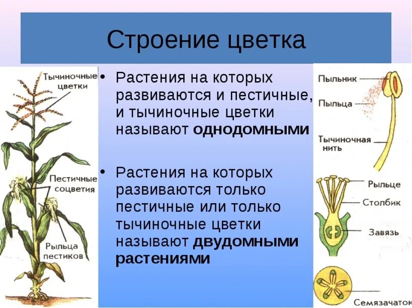 Цветковое растение развивается из
