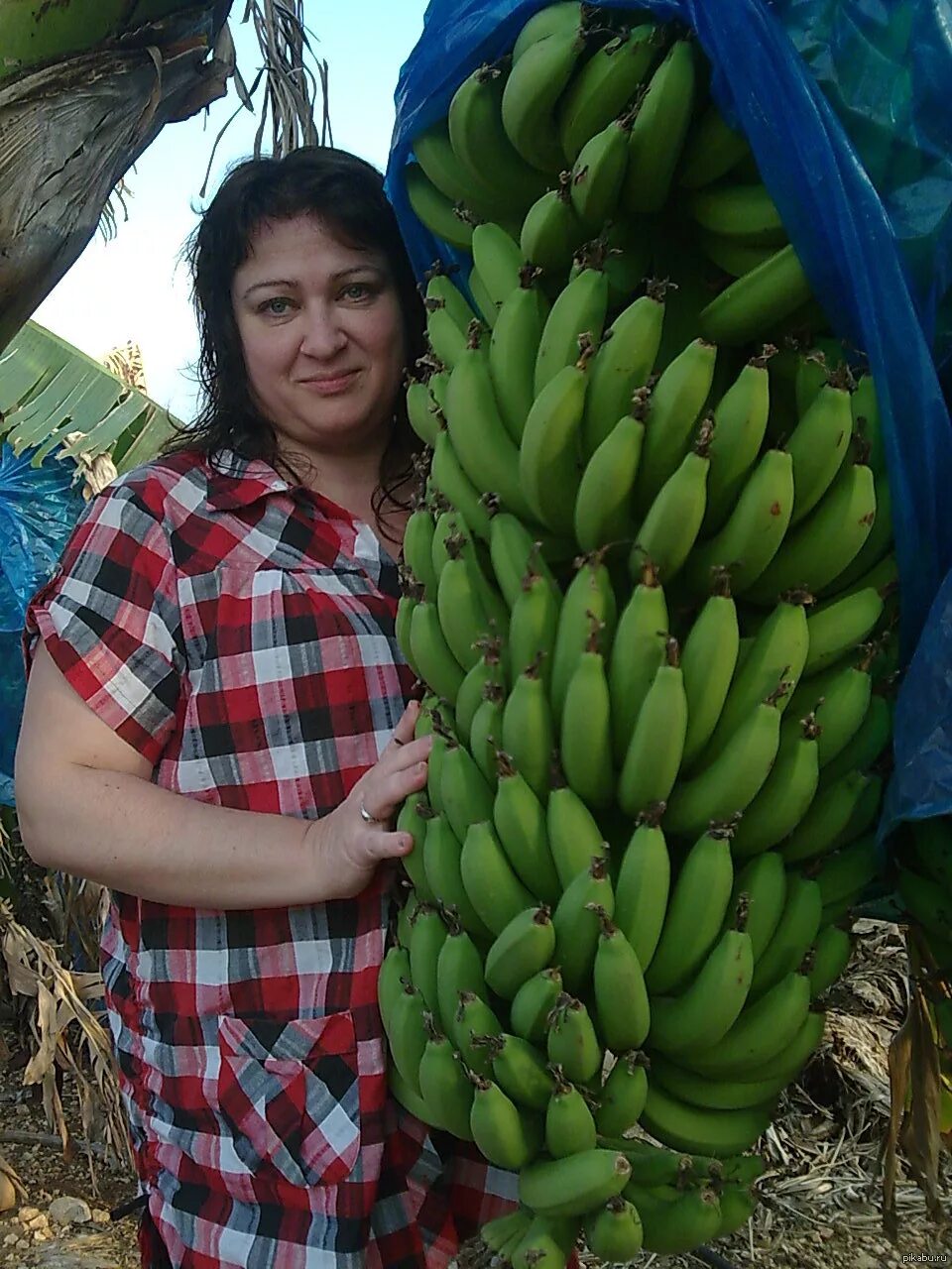 Бананы растут. Бананы в Сочи. Бананы в Сочи растут. Банан Узбекистан. Бананы растут в россии