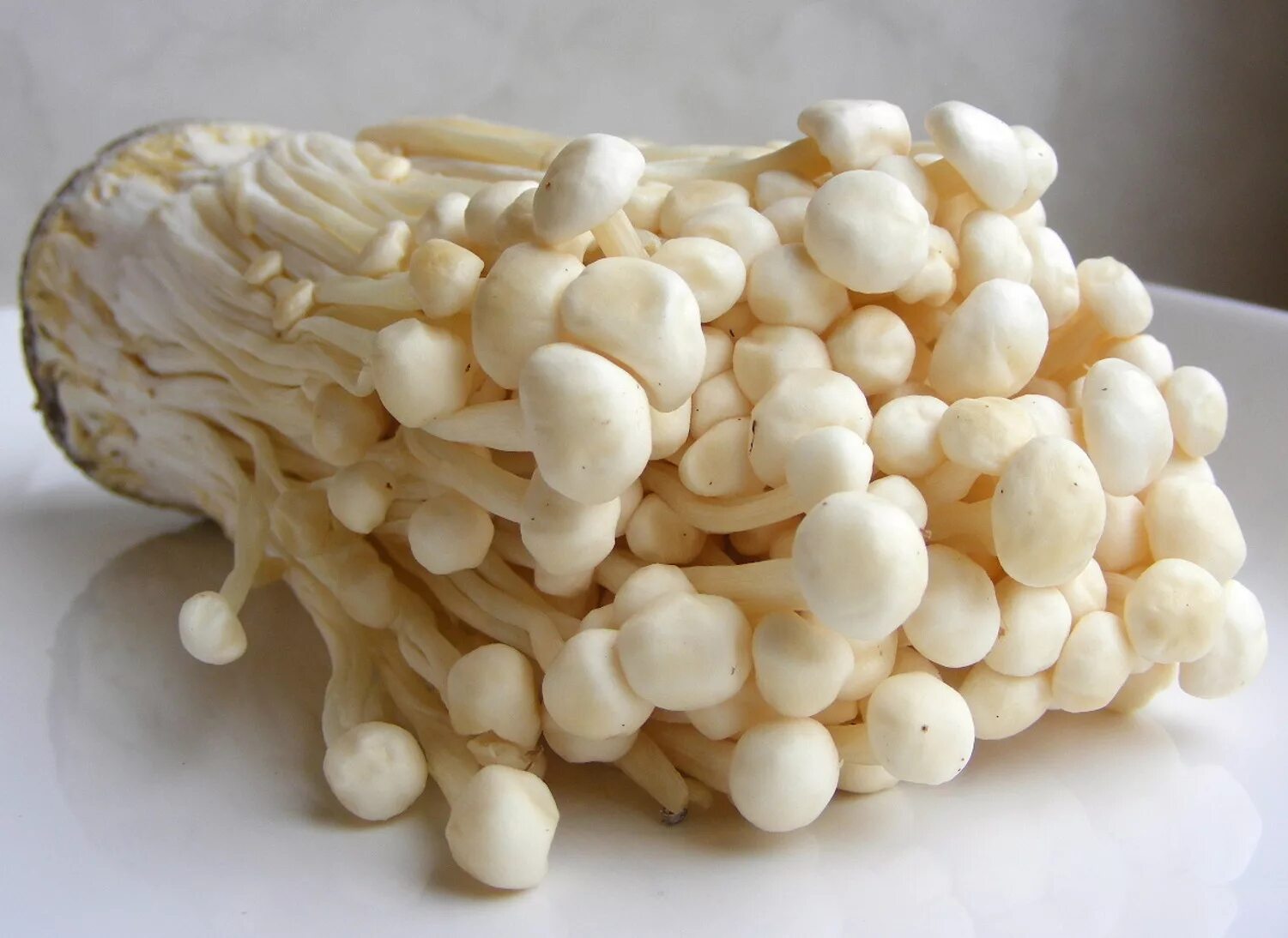 Корейские грибы Эноки. Эноки машрумс. Китайские грибы Эноки. Тайские грибы Эноки. Грибы эноки свежие купить