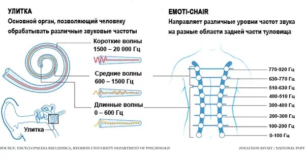 Частоты органов человека. Частота резонанса внутренних органов. Частота человеческого тела. Частота внутренних органов человека. Частота органов человека