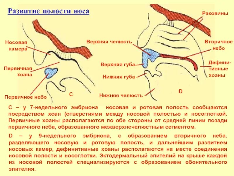 Носовая полость ротовая полость. Формирование носовой полости. Развитие носа и носовой полости. Формирование ротовой полости.