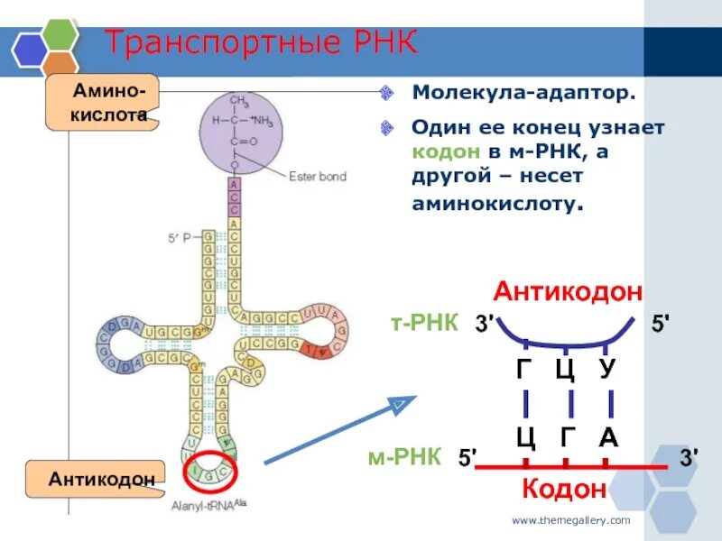 Строение ИРНК И ТРНК. Строение РНК биология 10 класс. Строение т РНК рисунок. Рибонуклеиновая кислота строение.