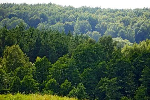 Калининградская область какие леса