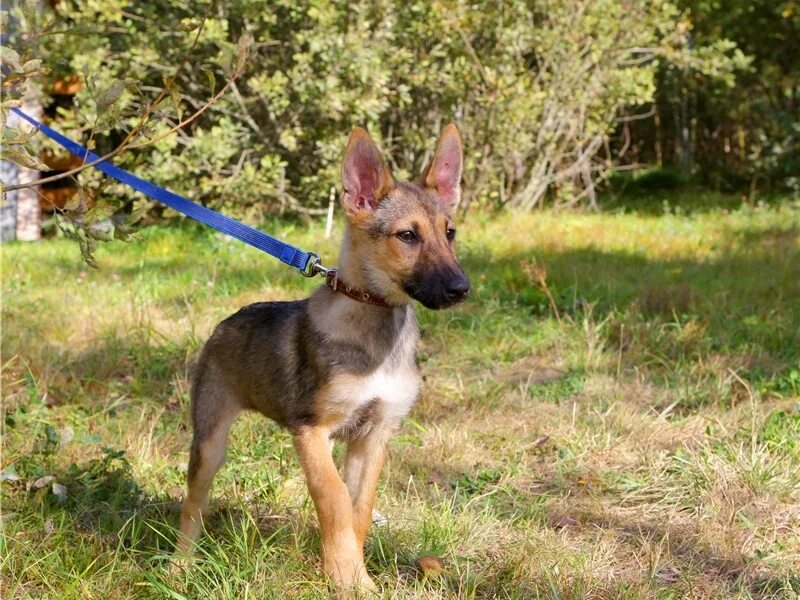 3 лайка. Лайка 3 месяца. Щенок лайки 3 месяца. Щенок лайки 4 месяца. Лайка маленькая 3 месяца.