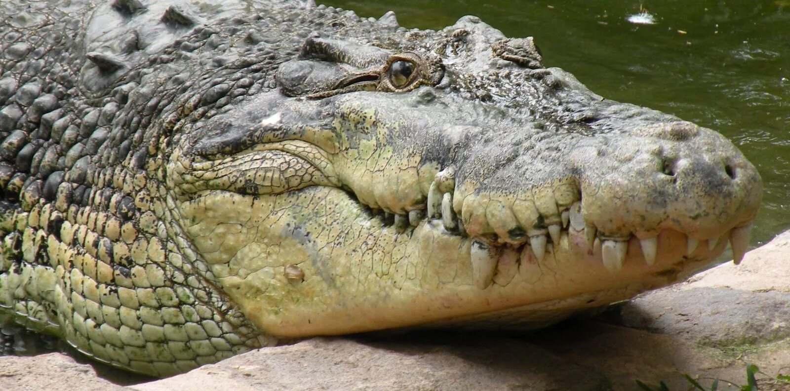 Большая крокодила где послушать. Гребнистый крокодил. Морской гребнистый крокодил. Гребнистый крокодил и Аллигатор. Морской гребнистый крокодил Австралия.
