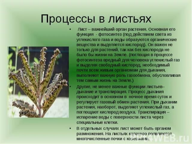 Какой процесс у листа. Процесс в листьях растений. процессы происходящие в листе. в процессе дыхания листа происходит…. процессы протекающие в листьях.
