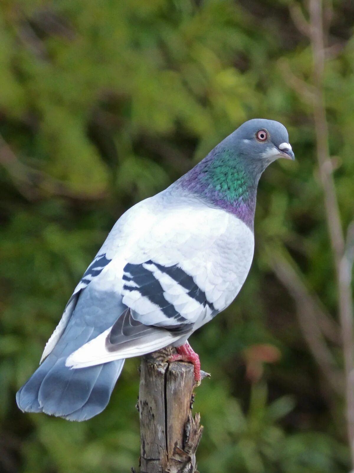Free Images : wildlife, food, birds, vertebrate, water bird, city pigeon, pigeon
